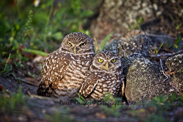 Burrowing Owls at Sunset