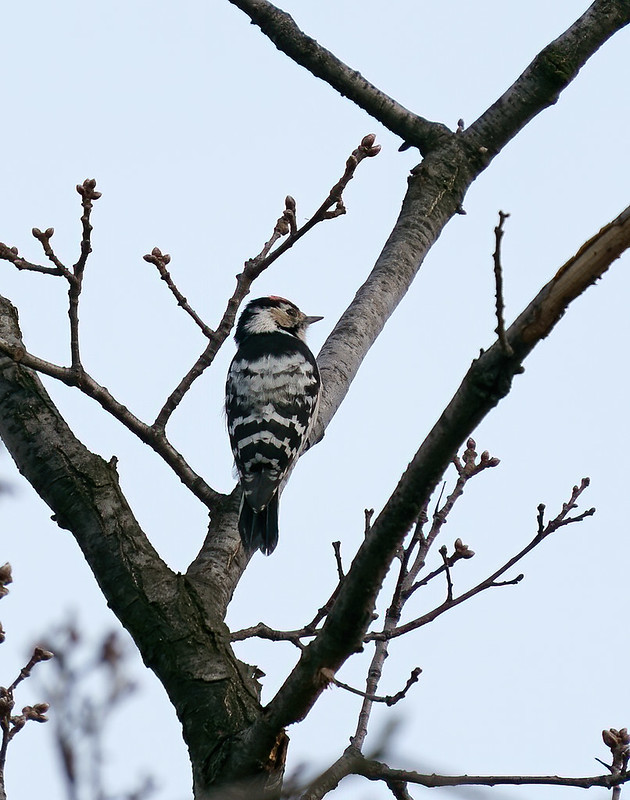 Lesser-Spotted Woodpecker