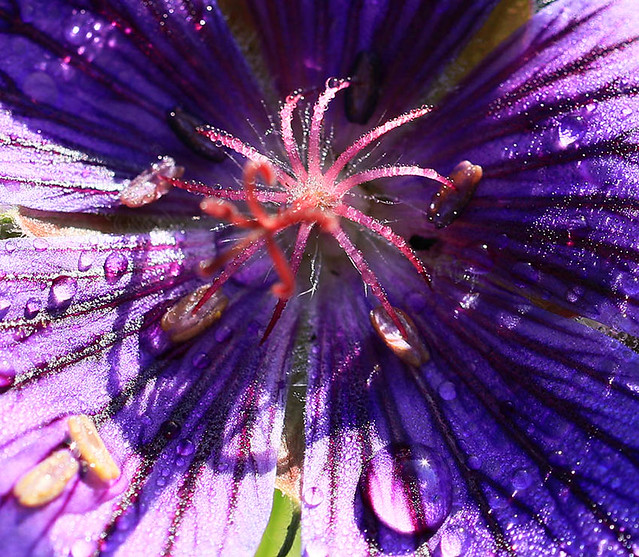 Closeup of geranium in my garden - France