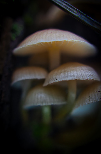 Macro Mushrooms