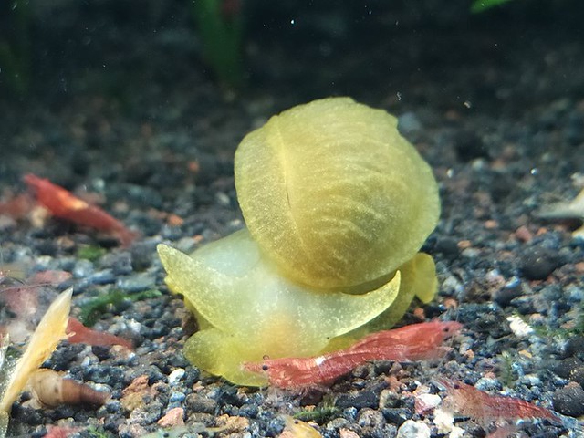 Philippine reflected-mantle pond snail (Bullastra cumingiana) - anterior