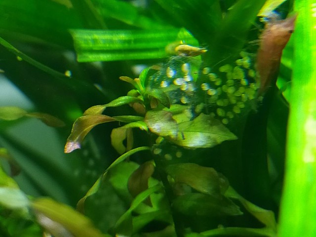 Philippine reflected-mantle pond snail (Bullastra cumingiana) - eggs