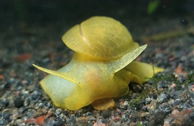 Philippine reflected-mantle pond snail (Bullastra cumingiana) - eating leaf