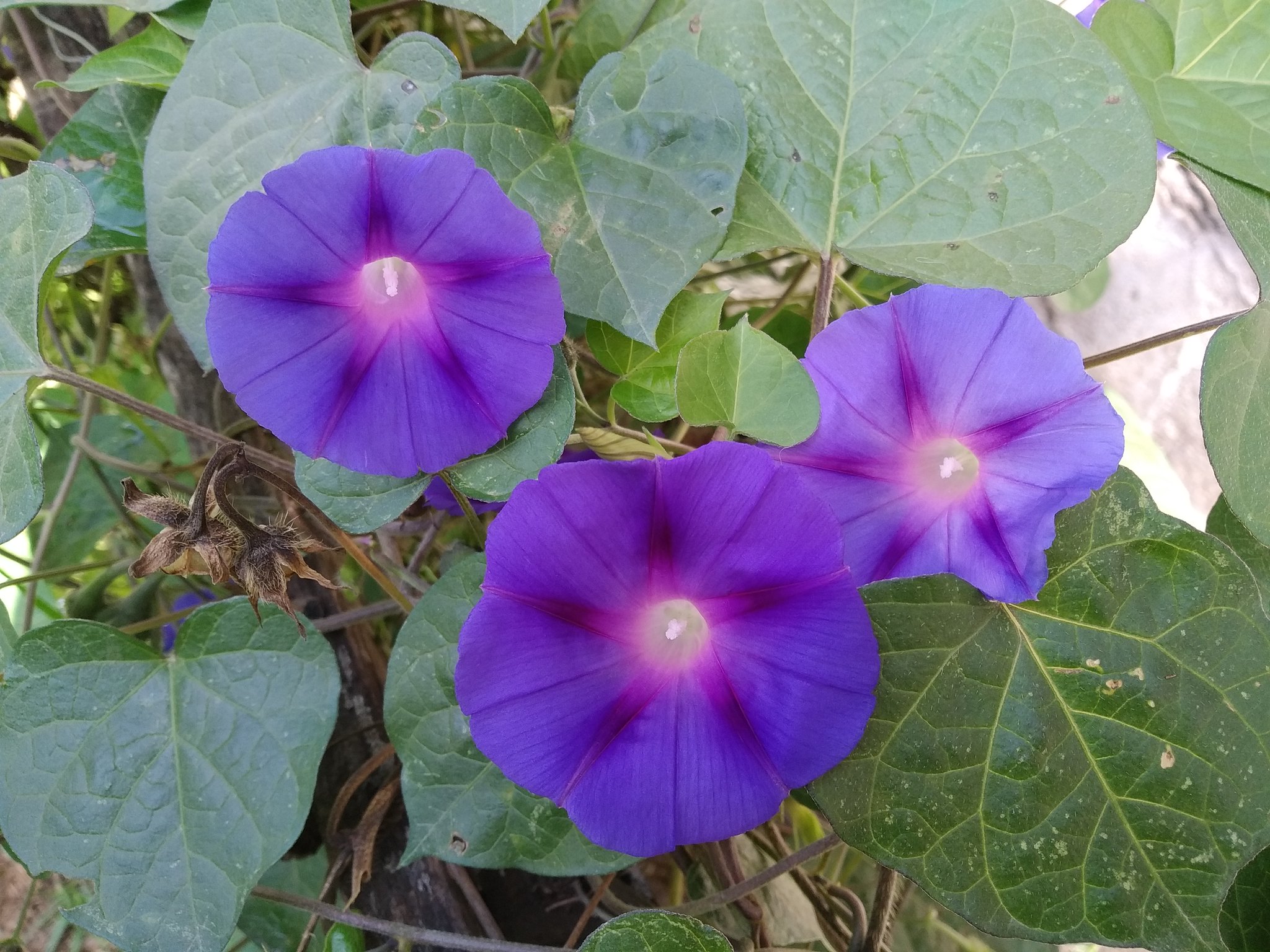 01175 CAMPANILLA MORADA: Ipomoea purpurea – Repositorio Digital: Flora de  la Mitad del Mundo, UETMM