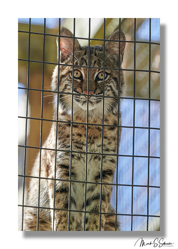 treehousewildlifecenter wildliferehabilitation wildlife dow illinois southernillinois nikon d850 70200mmnikkor bobcat