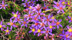 Calytrix flowers
