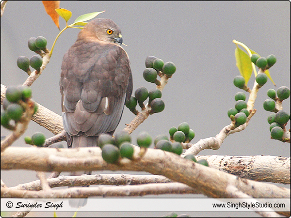 The Shikra (Accipiter badius) Bird Photography in Delhi India