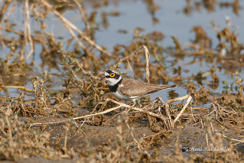 Little Ringed Plover beautiful