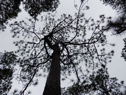 tree crown canopy foliage needles conifer pinus pinaceae bark tall alive sky arboles arbre nature natural turpentine