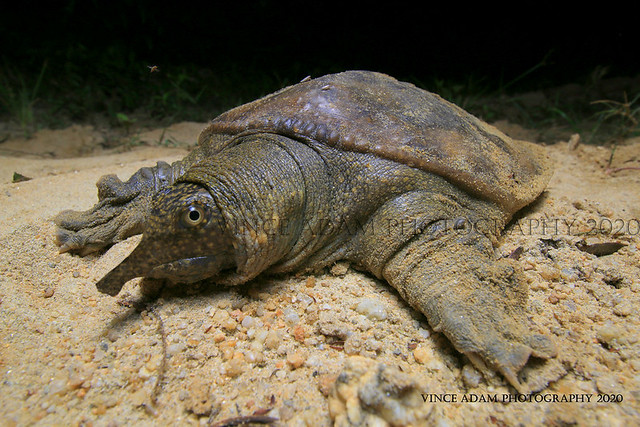 Juvenile Asiatic softshell turtle (Amyda cartilaginea)----- Lifer