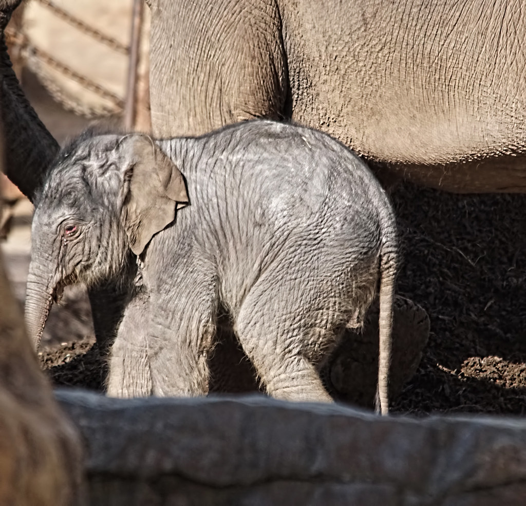 Kira the baby  Asian Elephant