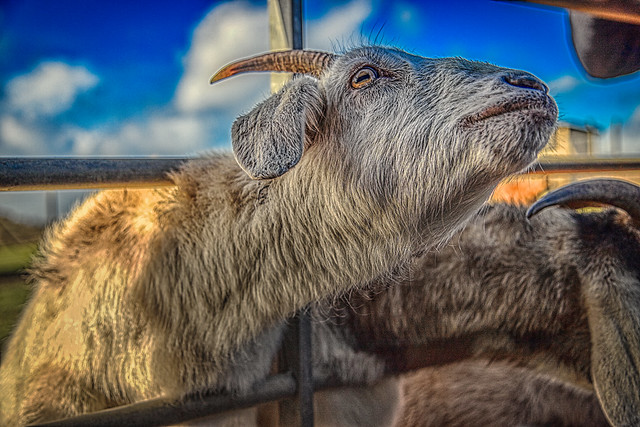 Goats at Fancys Farm