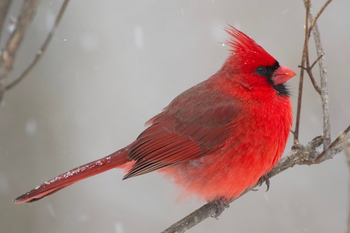 backyardcritters bird cardinal