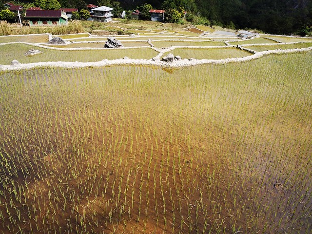 Flooded Rice Field Sagada Mountain Province Cordillera Administrative Region Philippines Southeast-Asia © Reisfeld bewässert Cordilleras Philippinen Südost-Asien ©