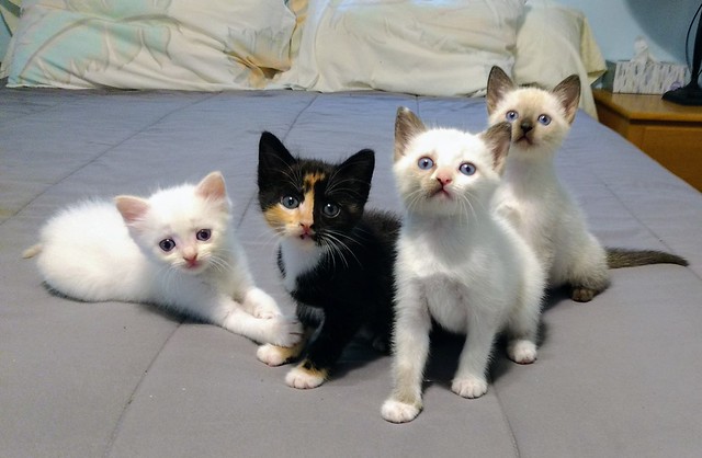 Foster babies, kittens