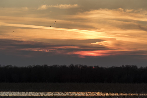 P1250310 by David J. Thomas, Ph.D., baldknobnationalwildliferefuge bknwr wetland water animals arkansas sun sunset