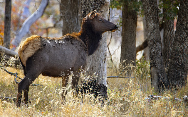 Wichita Elk