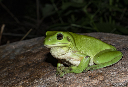 green tree frog amfibian litoria caerulea australian queensland australia somerset dam