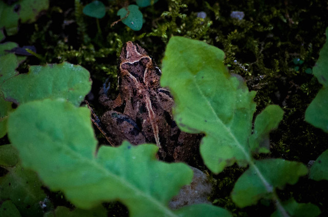 Frog Trying to Hide