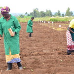Bt cotton planting in Kenya 3