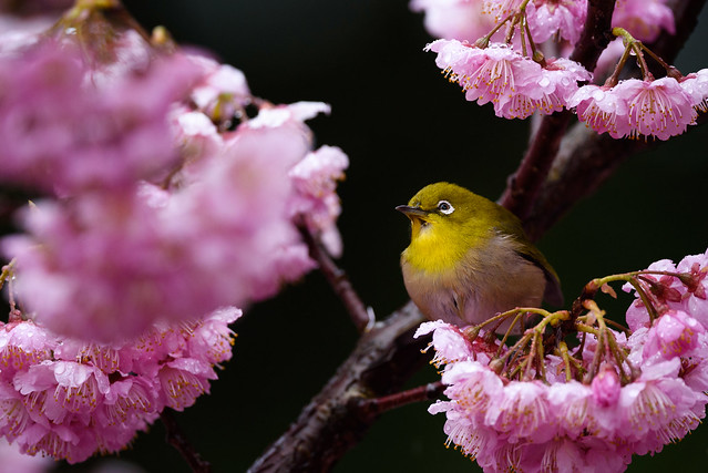 Japanese White-eye