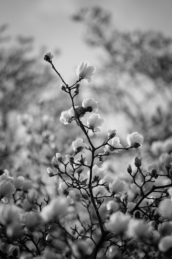 White magnolia / The end of winter