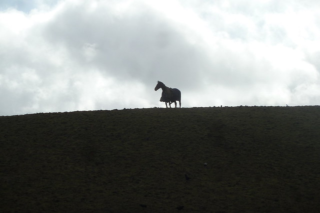 A Lone Horse Standing On A Hill, England.