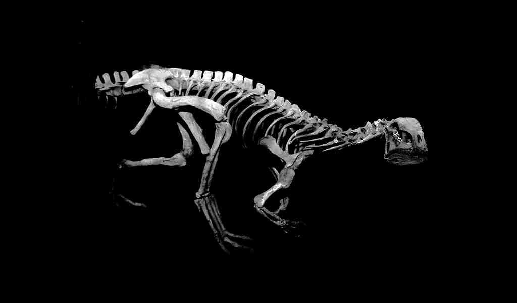 des-protéines-et-AND-trouvées-dans-des-fossiles-de-dinosaures