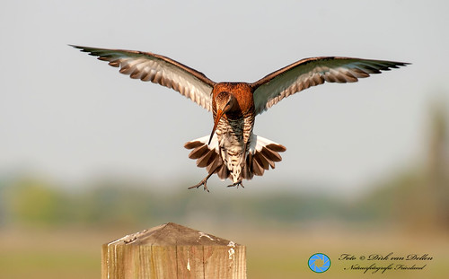 grutto limosalimosa blacktailedgodwit keningfanegreide uferschnepfe reidfjild roodkerk friesland netherlands pentaxk7 sigmaapo50500mmf4563dgoshsm 2019 bargeàqueuenoire coth coth5 alittlebeauty s5