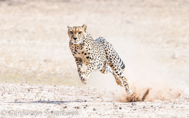 Sprinting cheetah