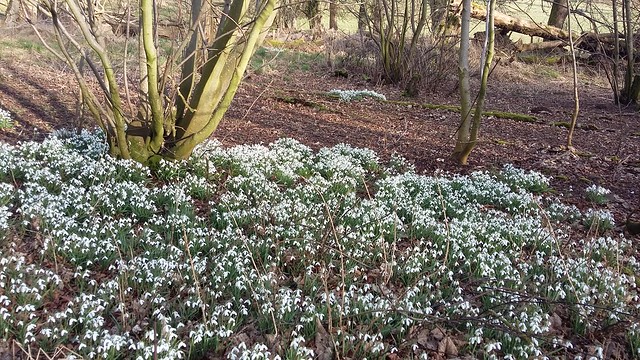 Snowdrops, Woodland of Gight, Methlick, Aberdeenshire, Feb 2020