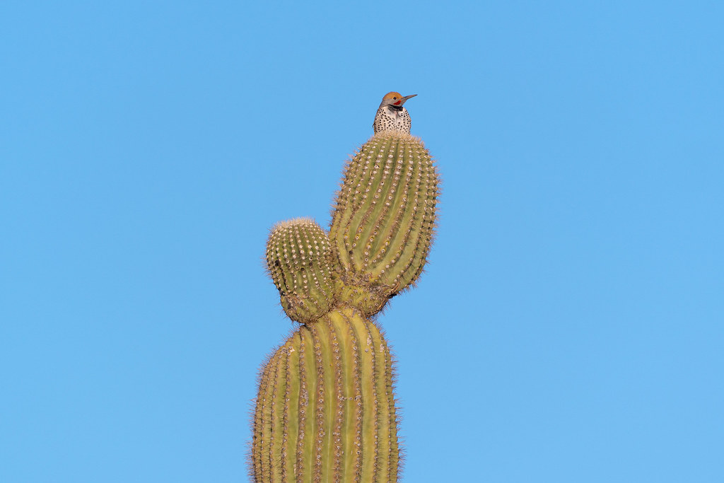 A male gilded flicker perches atop a lop-sided saguaro on the Chuckwagon Trail in McDowell Sonoran Preserve in Scottsdale, Arizona in February 2020
