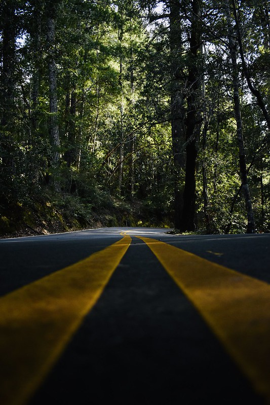 Road in Redwood Forest