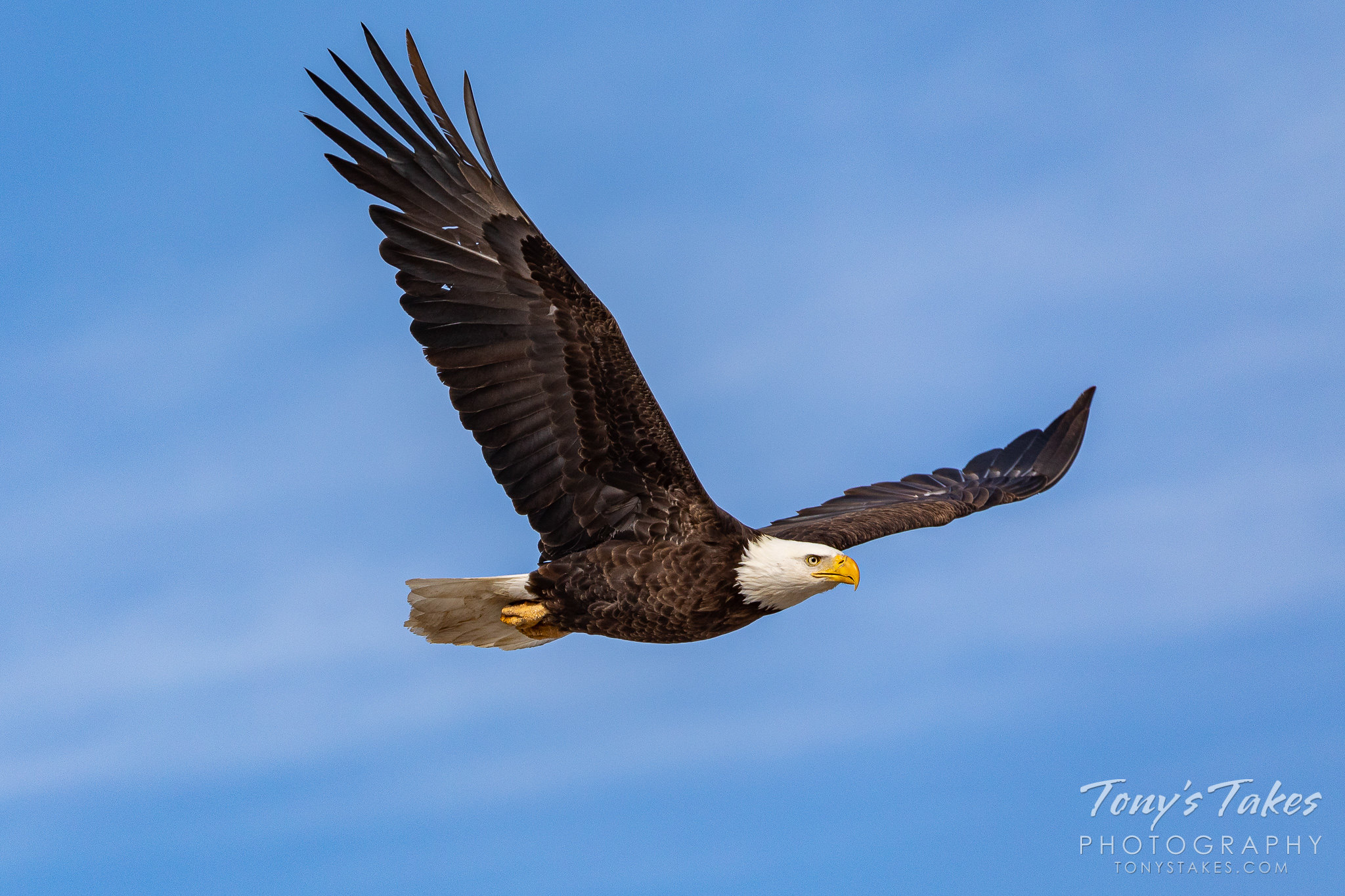Bald eagle in flight against the big, blue sky