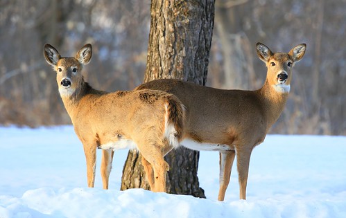 whitetailed deer lake meyer park winneshiek county iowa larry reis