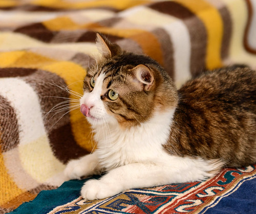 Orson, gato blanquipardo de pelo semilargo guapo y dulce nacido en Julio´18 en adopción. Valencia. ADOPTADO.   49613285221_c974e03814