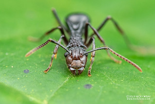 Ant (Polyrhachis rufipes) - DSC_4644