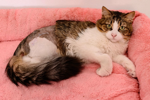 Orson, gato blanquipardo de pelo semilargo guapo y dulce nacido en Julio´18 en adopción. Valencia. ADOPTADO.   49613543052_2826bd01fe