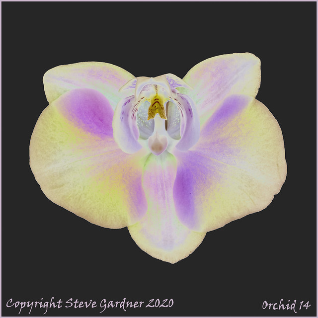 Orchid 14C