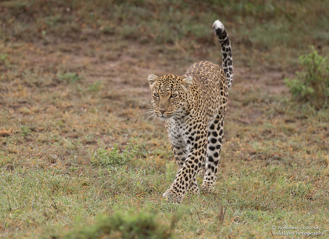 Female Leopard - Panthera pardus