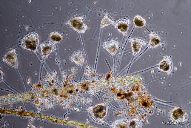 Glockentier / Peritricha (Vorticella sp.) (microscope, magnification 100x Phase Contrast)