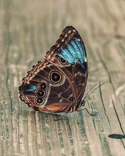 Image of a beautiful Blue Morpho Butterfly