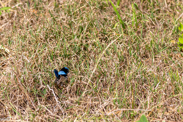 Colourful male superb fairywren on food hunt in the wetland
