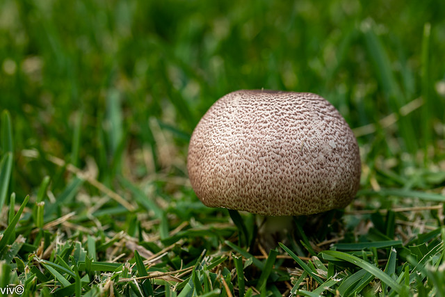 Cute spotted garden mushroom in our garden