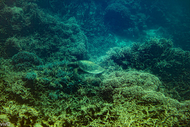 Giant green turtle feeding on corals of Great Barrier Reef, off Queensland, Australia