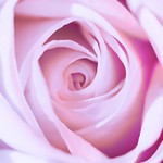 Colored white rose