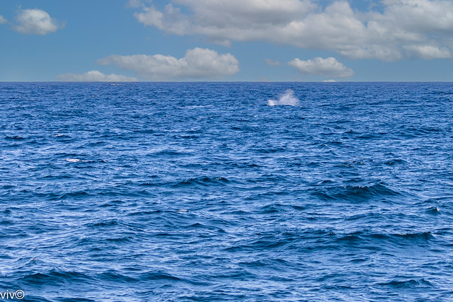 Breaching spray from Humpack whale, off Sydney, New South Wales, Australia