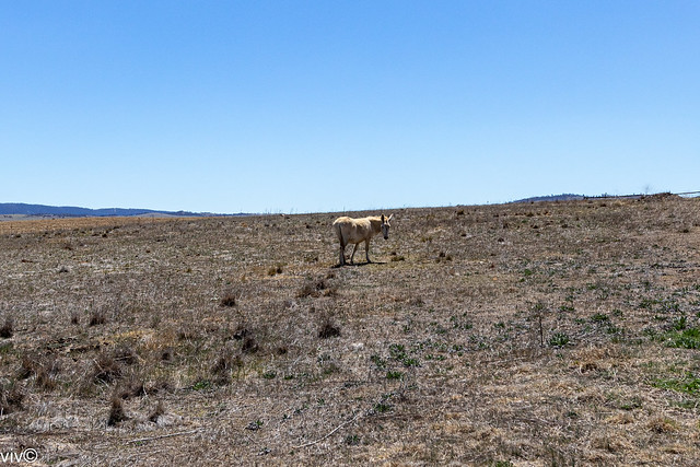 Lone donkey on landscape