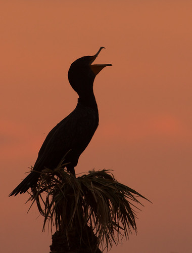 That's Funny by SDRPhoto321, Sunset - Viera Wetlands   

Cormorant - From Audubon:

Population has had ups and downs. Probably lo