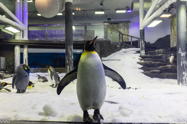 Emperor Penguin posing